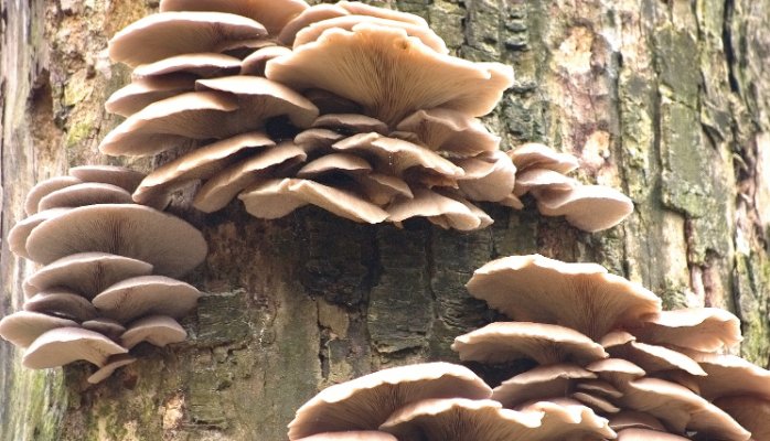 Oyster Mushrooms – The Cholesterol Fighter
